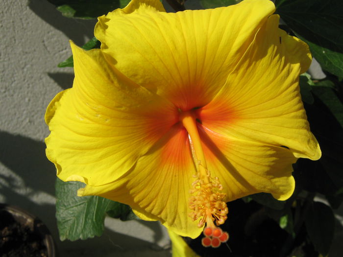 KIM - HIBISCUSI 2015