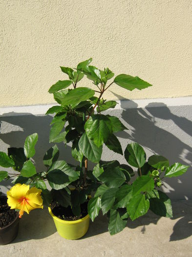Picture My plants 4451 - HIBISCUSI 2015