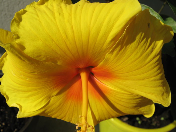 20 iulie 2015 - HIBISCUSI 2015