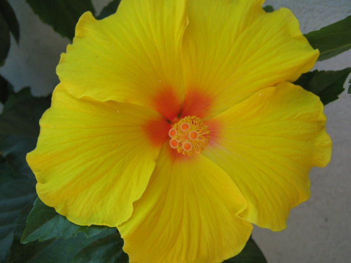 Picture My plants 4413 - HIBISCUSI 2015