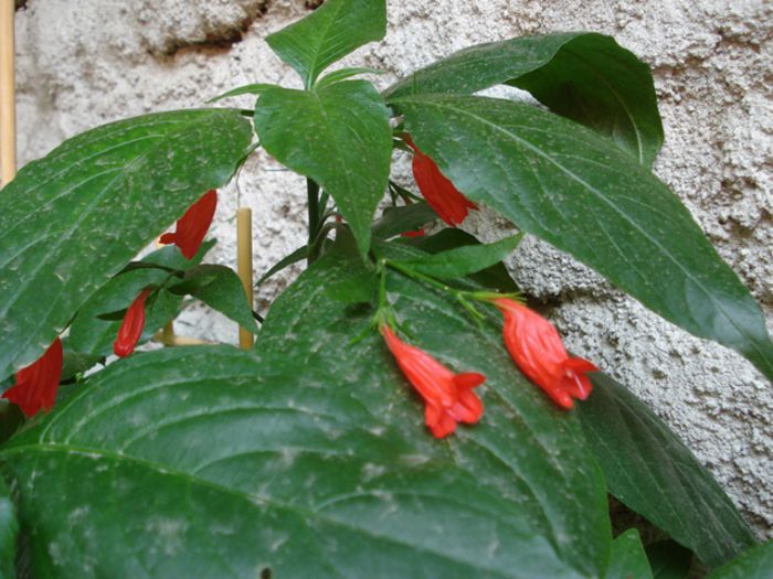 iulie in exterior (1)