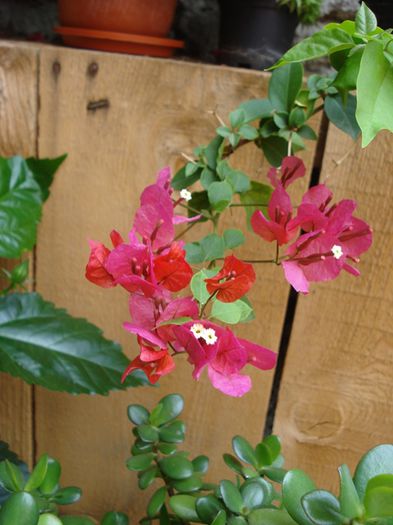 iulie in exterior (2)