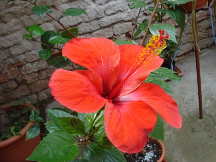 iulie in exterior (3)