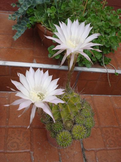 iulie in exterior (5)