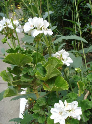 iulie in exterior (7)