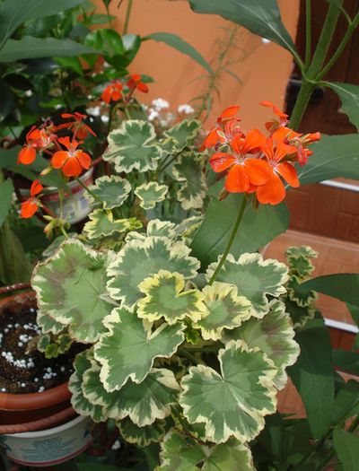 iulie in exterior (8)