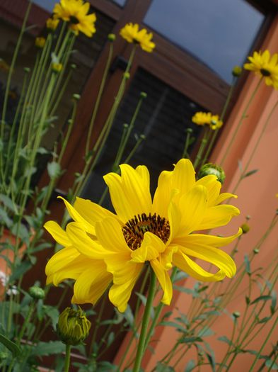 iulie in exterior (9)