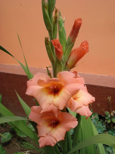 iulie in exterior (11)