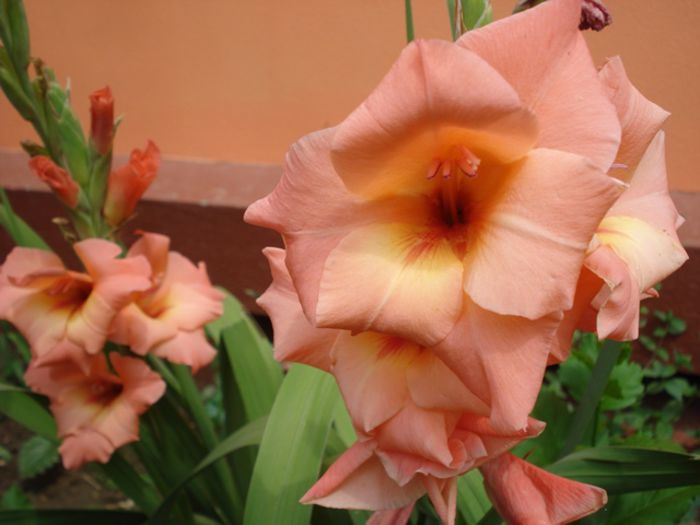 iulie in exterior (12)