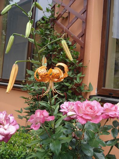 iulie in exterior (13)