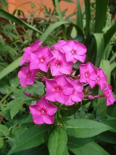 iulie in exterior (15)