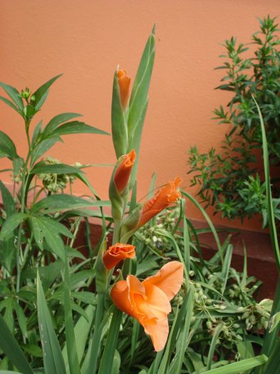 iulie in exterior (16)