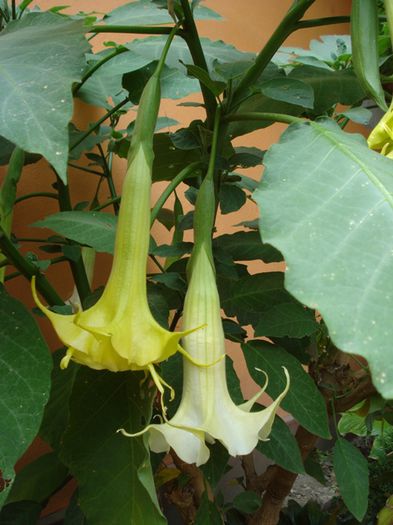 iulie in exterior (18)