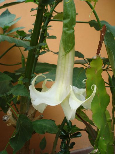 iulie in exterior (19)