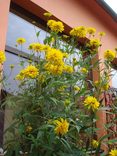 iulie in exterior (22)