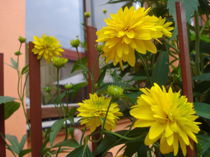 iulie in exterior (23)