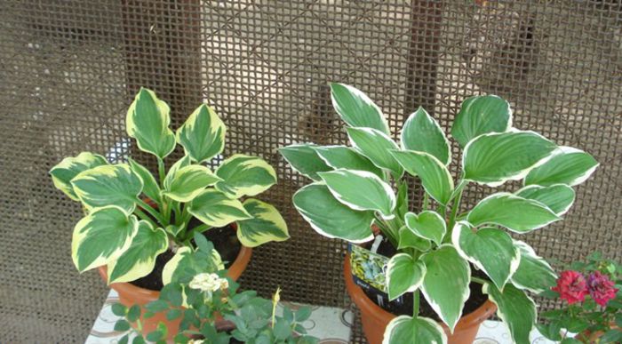 dupa transplantare - hosta