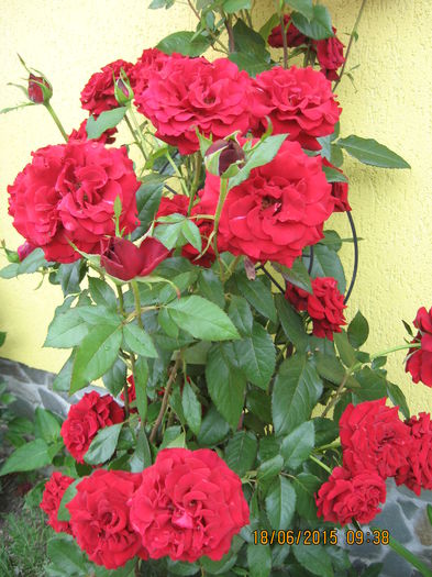 Picture 3652