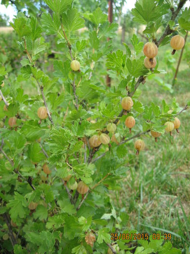 Picture 3723 - 3 ARBUSTI FRUCTIFERI SI ORNAMENTALI