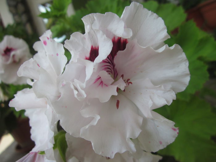 P.Tricus Spidatum - Muscate