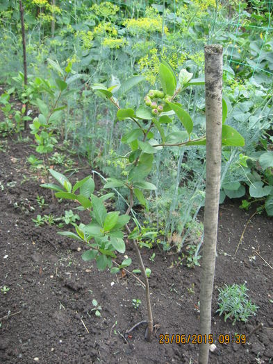 Un mic ARONIA cu fructe. - 3 ARBUSTI FRUCTIFERI SI ORNAMENTALI