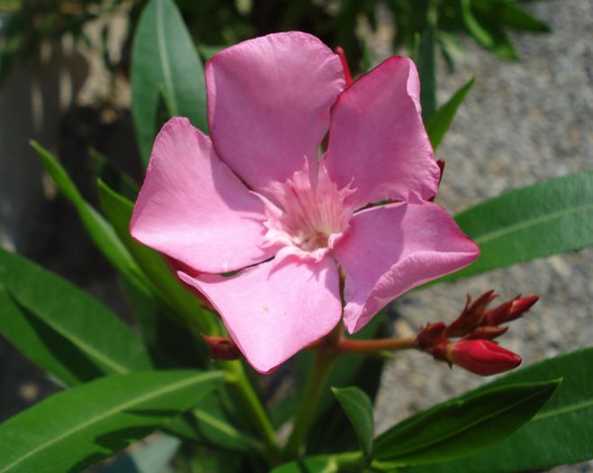 flori de iulie (1)