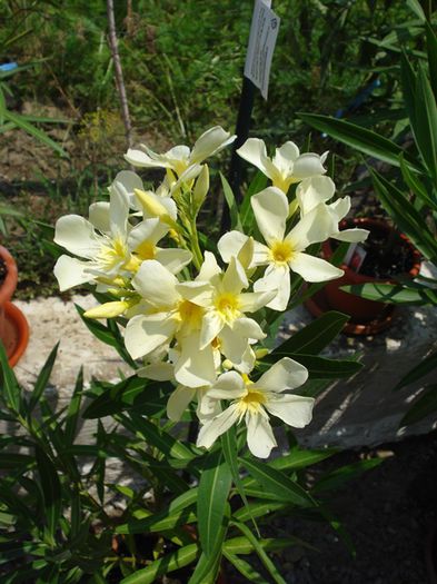 flori de iulie (2)