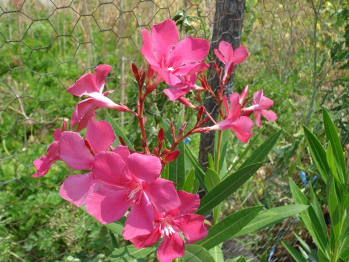 flori de iulie (3)