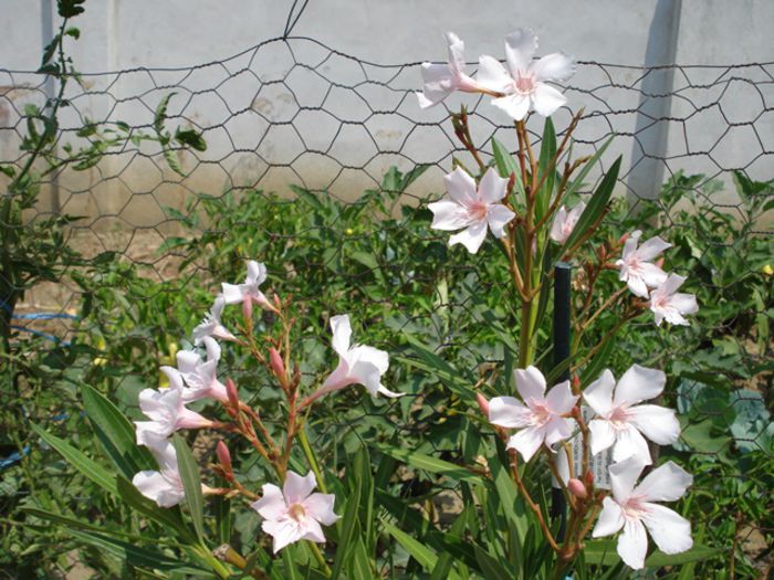 flori de iulie (5)
