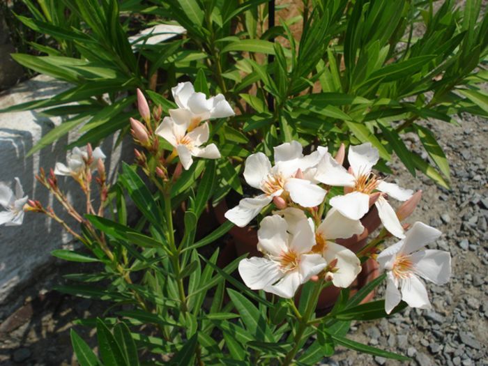 flori de iulie (6)