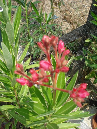 flori de iulie (8)