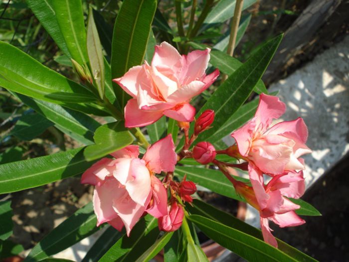 flori de iulie (10)