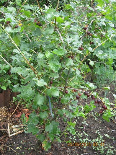 JOSTA - un deliciu hibrid.... - 3 ARBUSTI FRUCTIFERI SI ORNAMENTALI