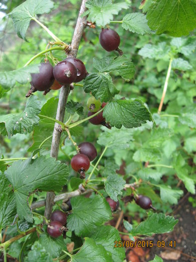 Minunatele fructe de Josta. - 3 ARBUSTI FRUCTIFERI SI ORNAMENTALI