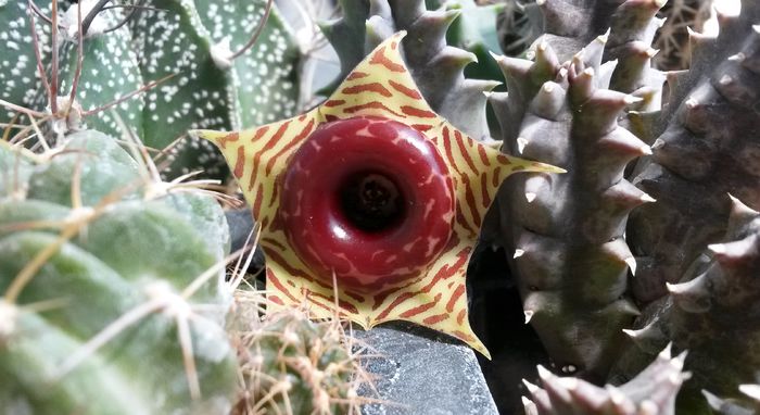 Huernia zebrina