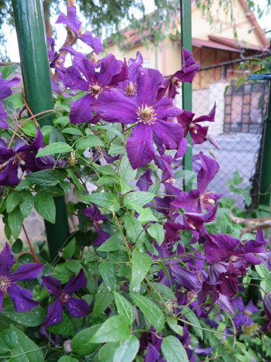 IMG_2585 - Clematite 2015