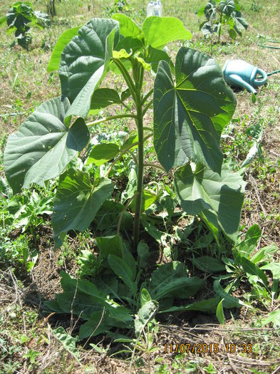 Picture 3794 - Paulownia Tomentosa 2014-2016