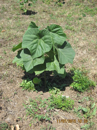 Picture 3795 - Paulownia Tomentosa 2014-2016