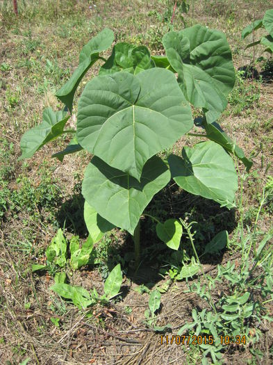 Picture 3796 - Paulownia Tomentosa 2014-2016