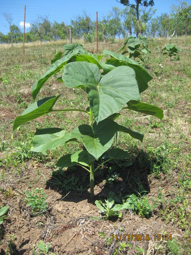 Picture 3797 - Paulownia Tomentosa 2014-2016