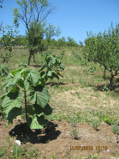 Picture 3798 - Paulownia Tomentosa 2014-2016