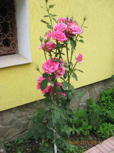 Picture 3664