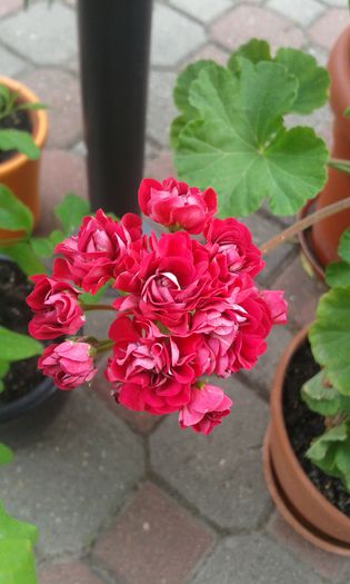 20150629_154934 - Muscate