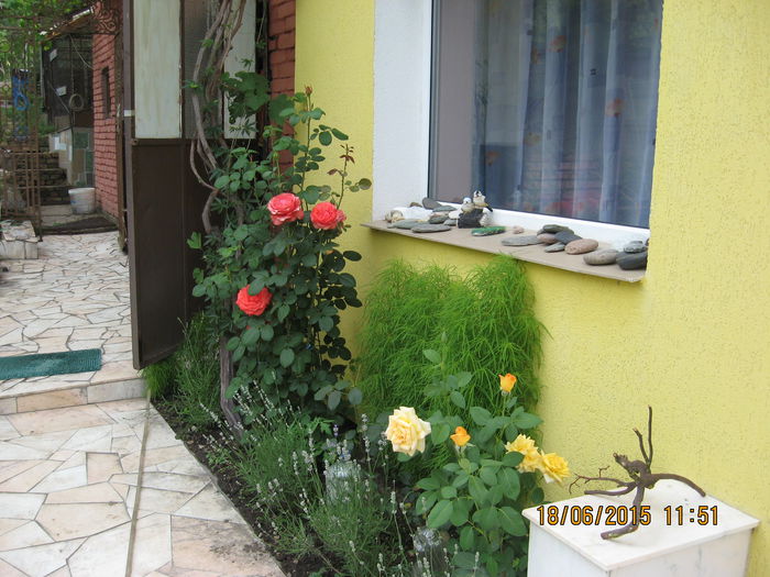 Picture 3696