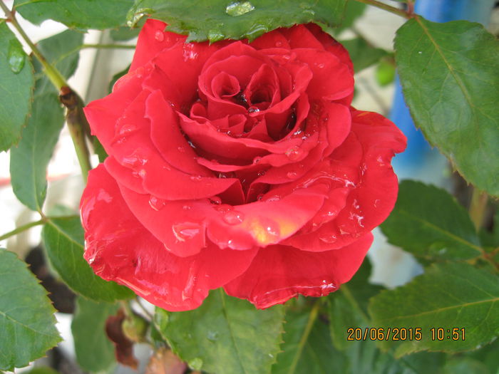 Picture 3697