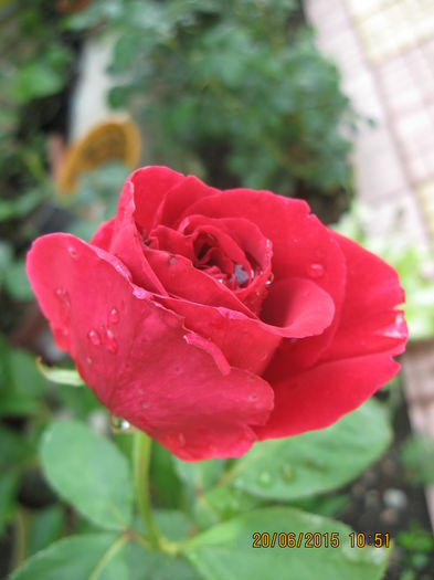 Picture 3698