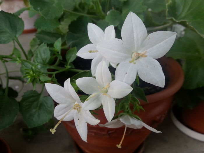 campanula isophylla - 7 flori de interior