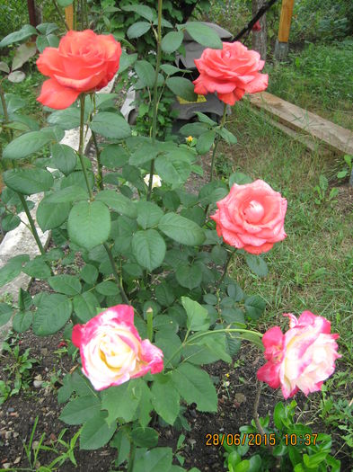 Picture 3761