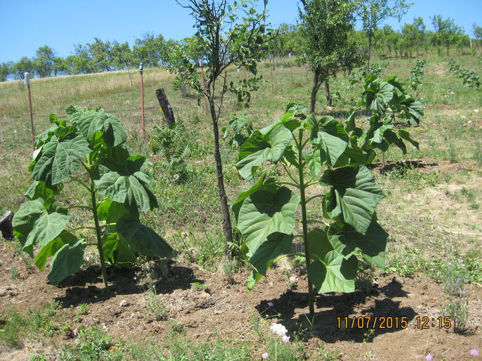 Picture 3799 - Paulownia Tomentosa 2014-2016