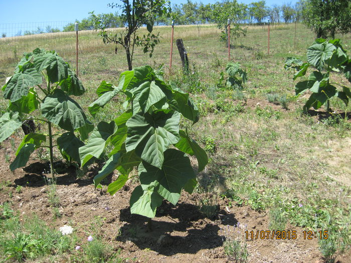 Picture 3800 - Paulownia Tomentosa 2014-2016